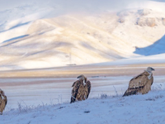      索尼微单A6500 拍摄高山秃鹫