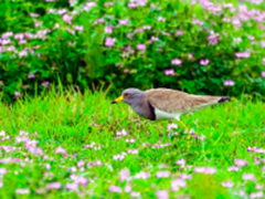   冒雨带索尼微单A6500下鄱阳湖拍鸟