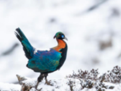 高海拔之恋 1DX Mark II掠影雪山之巅