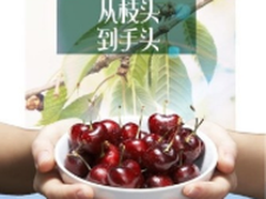 美国樱桃36小时“直飞”苏宁生鲜 0.1元享“果中钻石”美味