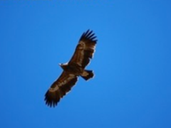 生态摄影的“偷拍神器” 索尼黑卡RX10 III