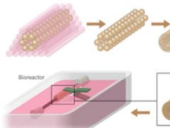 热点解析： 生物3D打印的进击之路