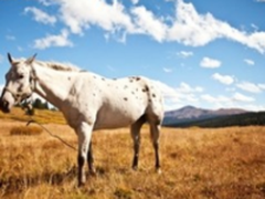 当摄影师/设计师需要专业显示器，谁能满足？