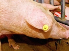 依靠物联网手机养猪技术，老李成了简单快乐的养猪人