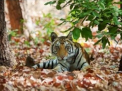 索尼黑卡RX10III印度博物摄影之旅