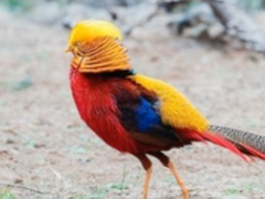 索尼微单A6500 洋县拍鸟记