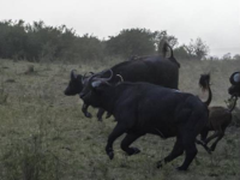 索尼全画幅微单旗舰A9邂逅狂野非洲