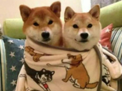 七夕送机攻略 这些手机不仅颜值高拍照还很好