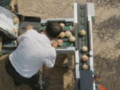 平谷大桃分拣用上了百度AI技术