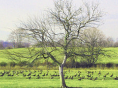 Java比Go更长寿：如何判断哪种编程语言最有发展潜力？