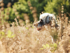 4000支宠物写真 专访萌宠摄影师张天航