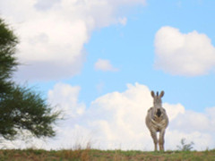京东相机节钜惠来袭跟着大师去旅行火热招募