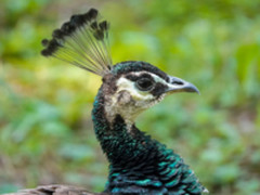 600mm小钢炮 索尼黑卡RX10 IV试拍体验