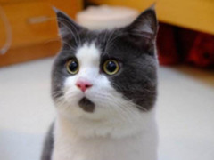 脸书发React新版，新旧浏览器都可尝鲜!