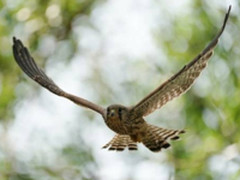 索尼A9大师说：不同领域著名摄影师访谈