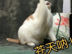 7秒破亿13分47秒送达首单,你绝对没想到是它