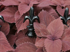 索尼黑卡RX1RM2        江南冬景抢鲜看