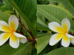 坚果Pro 2拍照提升巨大 表现直追三星Note 8