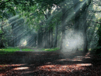 空气净化器宣言要让室内空气如森林气息