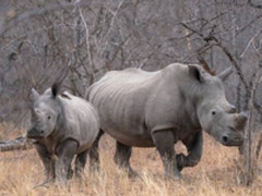 带上索尼A9和G大师镜头  穿越非洲丛林