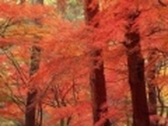 令人神往！超高清晰金秋绝美风景壁纸