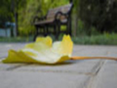 叶黄已至秋   尼康P7000漫游人定湖公园