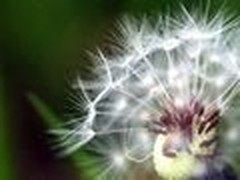 金山WPS插件应用：批量建立个人相册