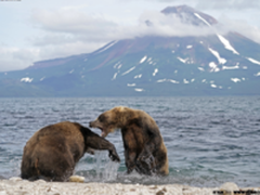 专访野生动物摄影师徐征泽：索尼A9探秘棕熊