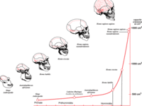 AI：懂的研究人脑，不懂的捧深度学习！
