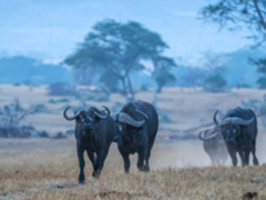 索尼全画幅微单旗舰A9 再探神秘非洲大陆