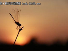 开源应用服务器WildFly 12发新季度交付模式