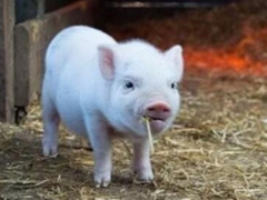 “AI+养猪”黑科技 无所不能的“人工智能”