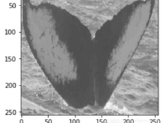深度学习任务面临非平衡数据问题怎么办？
