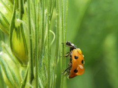 探索微观世界 努比亚Z18mini微距相机体验