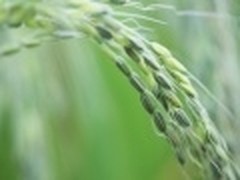 微软发布Windows 7新的主题收获季节