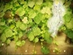 腾讯QQ空间精美FLASH模块：追寻幸福