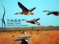 Photoshop打造漂亮的青红色大雁起飞图