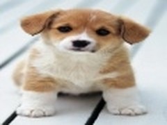 魅族M9手机精美高清动物壁纸：可爱猫狗