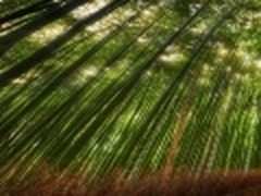 魅族M9精美高清壁纸！奇趣大自然壁纸
