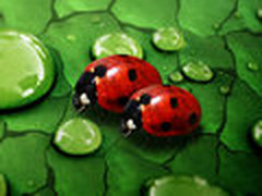 走进大自然！魅族M9自然景物高清壁纸