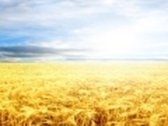 魅族M9手机精美高清壁纸！麦田壁纸