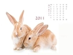 新年新气象　2011兔年月历壁纸大放送