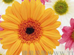 简单方便，跟我一起来PS花边纹理边框