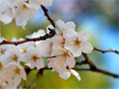 地球行摄手册 五种方式玩转日本樱花节