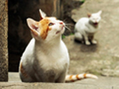 地球行摄手册 用镜头记录鼓浪屿的慵懒