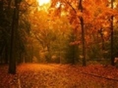 第三方Win7壁纸：漫步在那些唯美的林荫