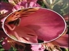 传苹果iPad 3配高分屏 像素密度264ppi