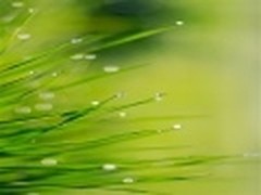 微软新推Windows 7主题《绿色世界》