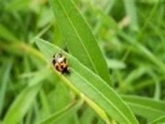 微软推Windows7 RSS动态新主题《昆虫》