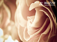 微软官方Windows 7主题：娇滴滴的玫瑰